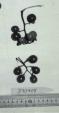 Click for 1 image(s) for this accession. FRUIT